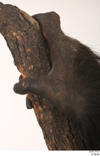 Chimpanzee Bonobo hand 0018.jpg